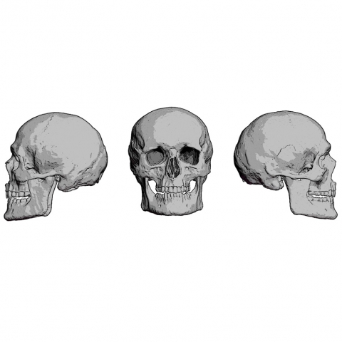Skulls Set - 90mm _ Michael Kontraros Collectibles